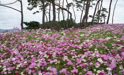 Fototapeta premium 소나무 동산에 핀 가을꽃 코스모스