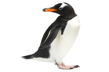 Fototapeta premium PNG Image of side view walking Penguin