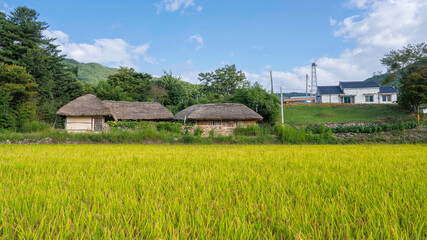 남원 덕치리 초가집 앞 초가을 풍경