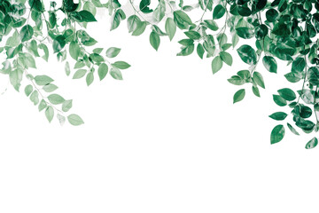 Green tree leaves and branches