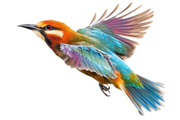 Fototapeta premium Side view of flaying bird