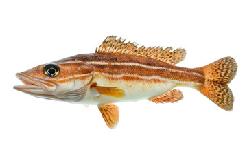 Naklejka premium Side view of Swimming Fish