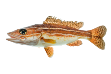 Side view of Swimming Fish