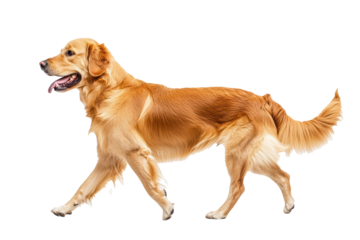 PNG Image of Side view of walking Dog