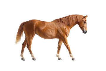 Side view of walking Horse