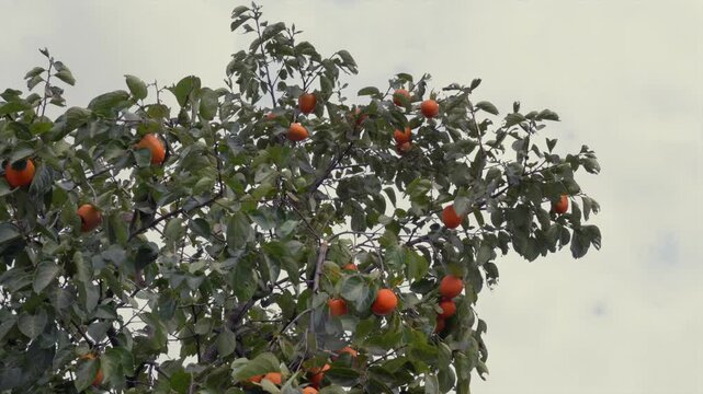 a persimmon tree in the garden that is about to be harvested in autumn