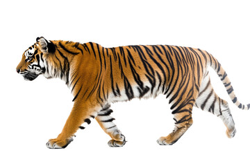 Obraz premium Side view of walking Tiger