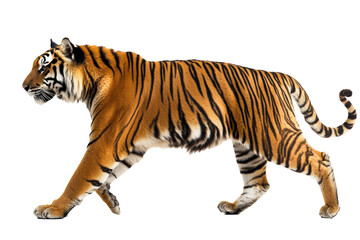 Obraz premium Side view of walking Tiger