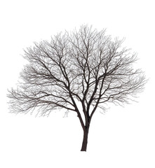 Obraz premium PNG image of Single tree