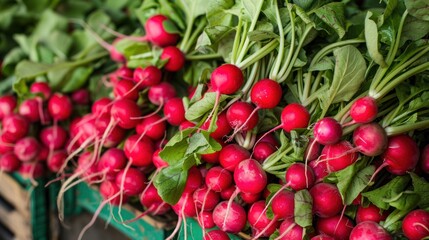 Obraz premium red radishes in bunches on the market stand,