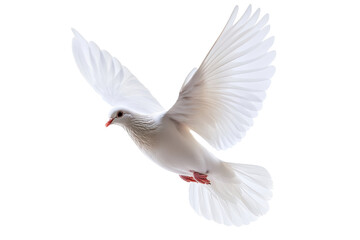 Obraz premium PNG Image of White flying dove