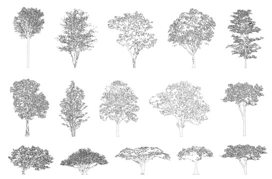 Minimal style cad tree line, Side view, set of graphics trees elements outline symbol for architecture and landscape design drawing. Vector illustration in stroke fill in white. Tropical