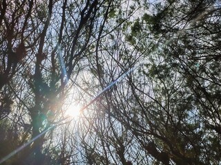 sun shining through trees