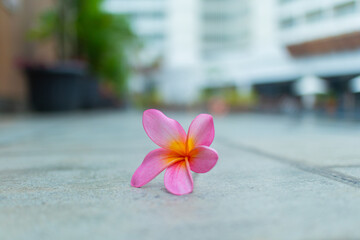 A pink frangipani flower lying on the pavement, with cityscape blurred in the background.