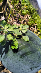 organic fresh product cultivation green watermelon 