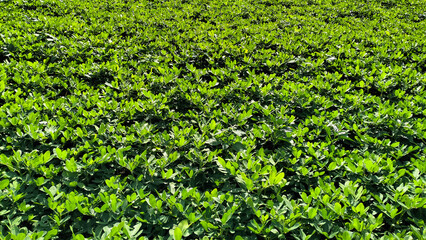 lush foliage, green peanut leaves, texture background
