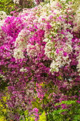Fototapeta premium purple and white color bougainvillea flowers in garden