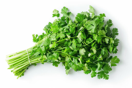 fresh coriander isolated on white background