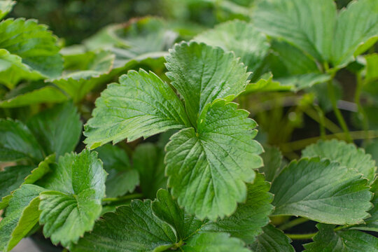 Fototapeta Macro shot of strawberry plant leaf with rich green texture, suitable for organic themes.