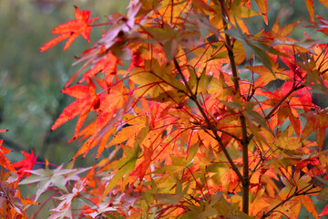秋の紅葉
