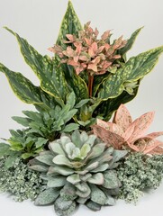 Obraz premium A vibrant arrangement of various indoor plants showcasing diverse textures and colors.
