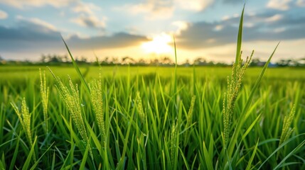 Fototapeta premium Rice paddy field background