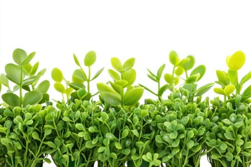 A close-up of various green plants, showcasing a vibrant, lush arrangement.