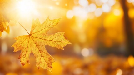 Fototapeta premium Vibrant Autumn Leaves in Soft Lighting