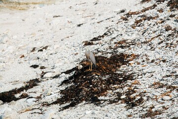 Matuku Moana: Elegant Wildlife of New Zealand's Wetlands