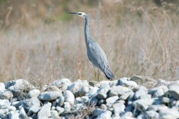 Matuku Moana: Elegant Wildlife of New Zealand's Wetlands