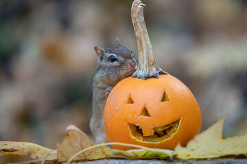 Eastern Chipmunk checks out Halloween Jack -O- Lantern