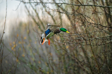 Male mallard flying in rain in autumn