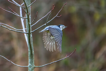 Nuthatch flying in autumn