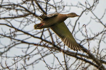 Female duck in flight