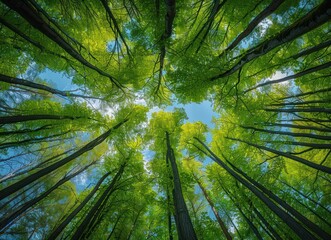 Spring forest landscape with tall trees