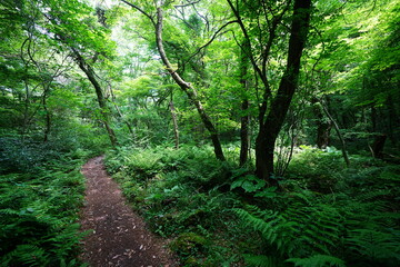 fine spring path in the gleaming sunlight