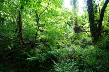 dense wild forest in spring