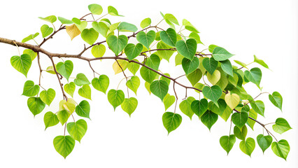 Obraz premium Bodhi Tree branch on isolated white background, Clipping path.png
