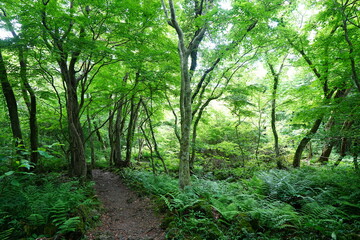 fine spring path in the gleaming sunlight