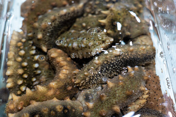 Sea cucumber trepang Stichopus japonicus in water.