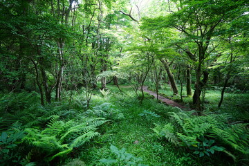 dense wild forest in spring