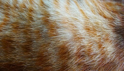 photo of soft and smooth orange cat fur