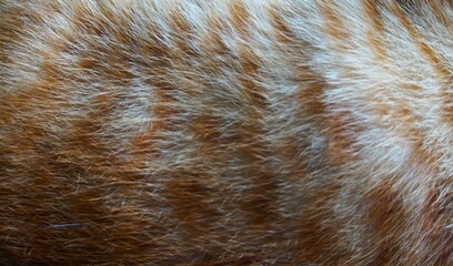 photo of soft and smooth orange cat fur