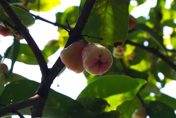 photo of red water apple fruit still on the tree