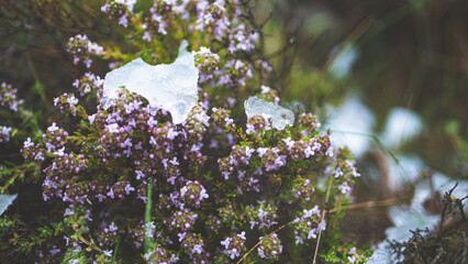 Snow covered plants and flowers close up macro
