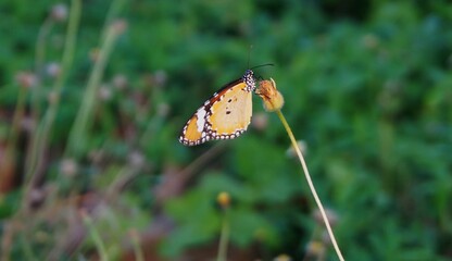 photo of a beautiful butterfly perched on a flower