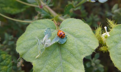 Close up photo of a beautiful little beetle, orange with black spots perched on a leaf