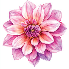 dahlia flower watercolor clipart illustration isolated