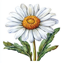 daisy flower watercolor clipart illustration isolated