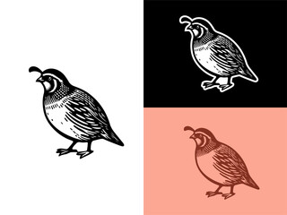 Gambel Quail bird hand drawn vector illustration